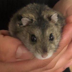 Meet your Posher, Clay